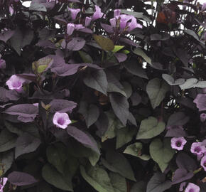Povíjnice batátová 'Sunpuma Purple'