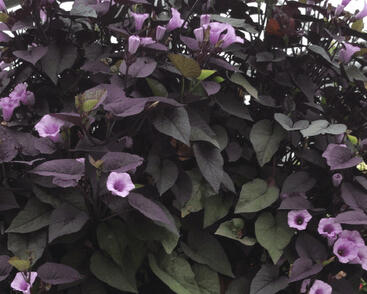 Povíjnice batátová 'Sunpuma Purple'