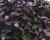 Povíjnice batátová 'Sunpuma Purple'