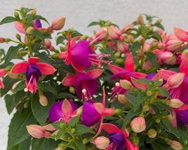 Fuchsie, čílko 'Jollies Nancy'