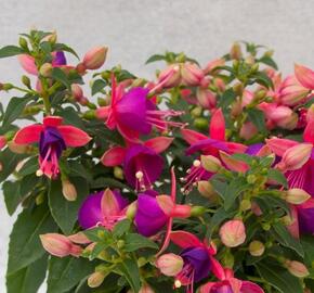 Fuchsie, čílko 'Jollies Nancy' - Fuchsia hybrida 'Jollies Nancy'