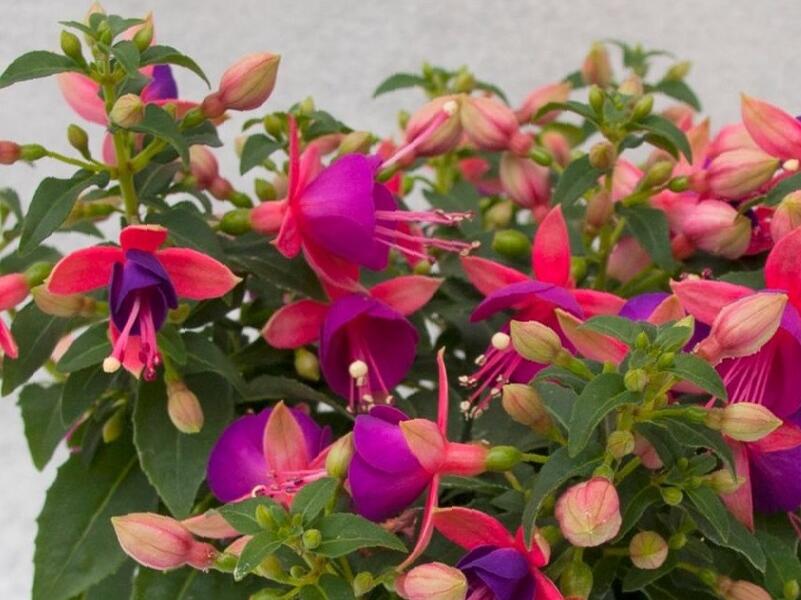 Fuchsie, čílko 'Jollies Nancy' - Fuchsia hybrida 'Jollies Nancy'