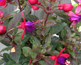 Fuchsie, čílko 'Jollies Nantes'
