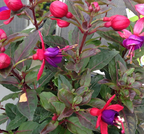 Fuchsie, čílko 'Jollies Nantes' - Fuchsia hybrida 'Jollies Nantes'