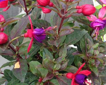 Fuchsie, čílko 'Jollies Nantes'