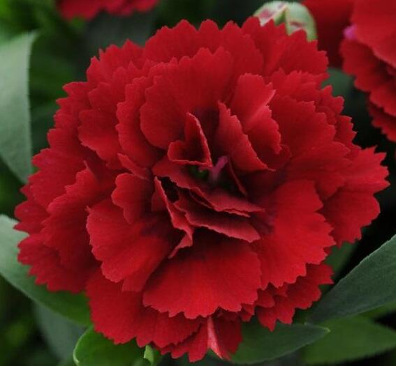 Hvozdík karafiát 'Oscar® Dark Red' - Dianthus caryophyllus 'Oscar® Dark Red'