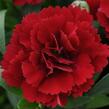 Hvozdík karafiát 'Oscar® Dark Red' - Dianthus caryophyllus 'Oscar® Dark Red'