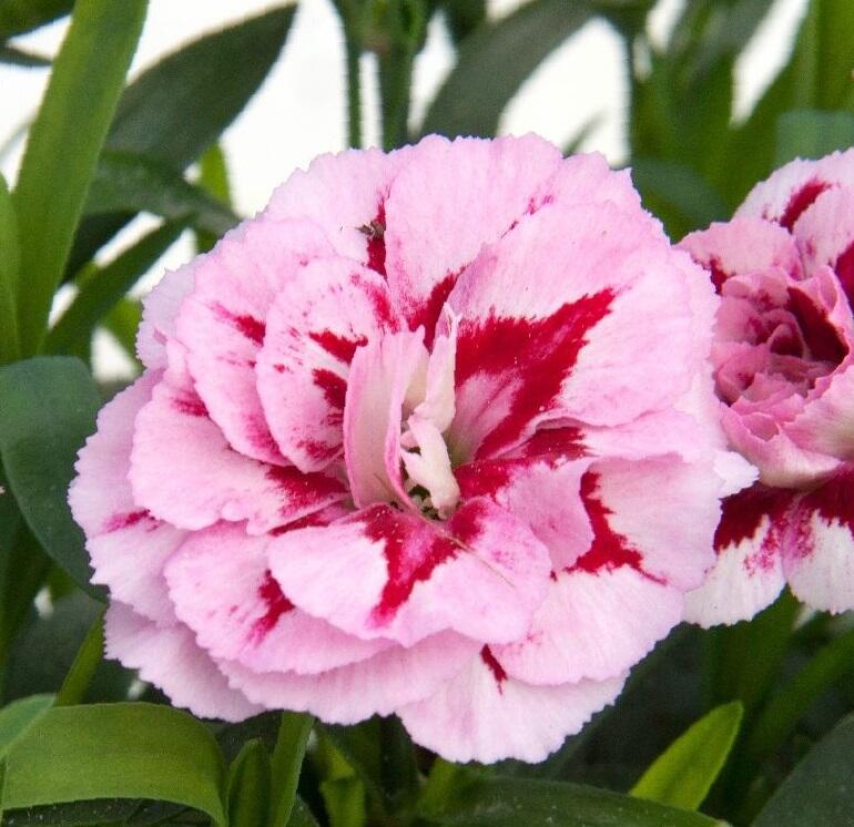 Hvozdík karafiát 'Oscar® Purple Star' 19 - Dianthus caryophyllus 'Oscar® Purple Star' 19