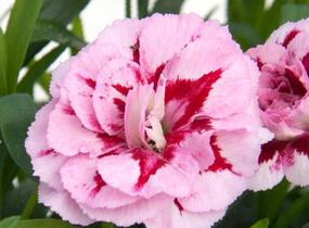 Hvozdík karafiát 'Oscar Purple Star' 19 - Dianthus caryophyllus 'Oscar Purple Star' 19