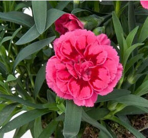 Hvozdík karafiát 'Oscar® Purple Wings'