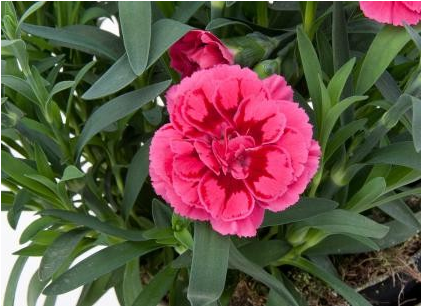 Hvozdík karafiát 'Oscar Purple Wings' - Dianthus caryophyllus 'Oscar Purple Wings'