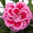 Hvozdík karafiát 'Oscar® Violet and Pink' - Dianthus caryophyllus 'Oscar® Violet and Pink'