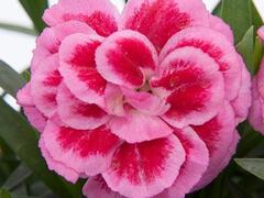 Hvozdík karafiát 'Oscar® Violet and Pink' - Dianthus caryophyllus 'Oscar® Violet and Pink'