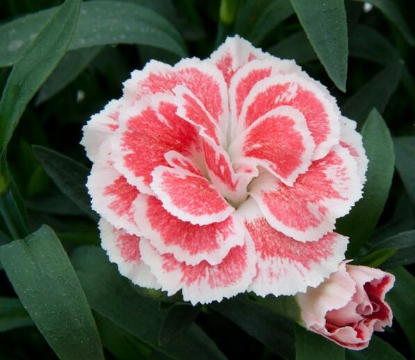 Hvozdík karafiát 'Oscar® White and Red' - Dianthus caryophyllus 'Oscar® White and Red'