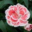 Hvozdík karafiát 'Oscar® White and Red' - Dianthus caryophyllus 'Oscar® White and Red'