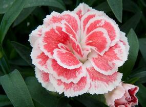Hvozdík karafiát 'Oscar White and Red' - Dianthus caryophyllus 'Oscar White and Red'