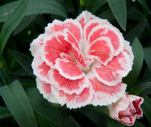 Hvozdík karafiát 'Oscar® White and Red' - Dianthus caryophyllus 'Oscar® White and Red'
