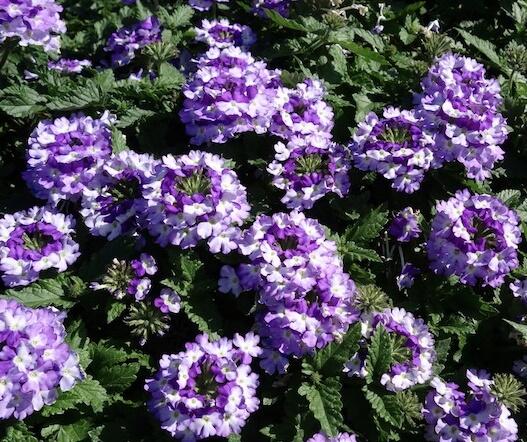 Verbena, sporýš 'Vanessa Bicolor Indigo' - Verbena hybrida 'Vanessa Bicolor Indigo'