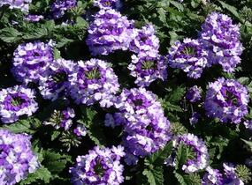 Sporýš 'Vanessa Bicolor Indigo' - Verbena hybrida 'Vanessa Bicolor Indigo'