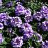 verbena-sporys-vanessa-bicolor-indigo.jpg