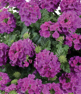 Sporýš 'Vanessa Compact Violet' - Verbena hybrida 'Vanessa Compact Violet'