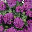 Sporýš 'Vanessa Compact Violet' - Verbena hybrida 'Vanessa Compact Violet'