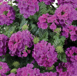 Sporýš 'Vanessa Compact Violet'