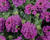 Sporýš 'Vanessa Compact Violet'
