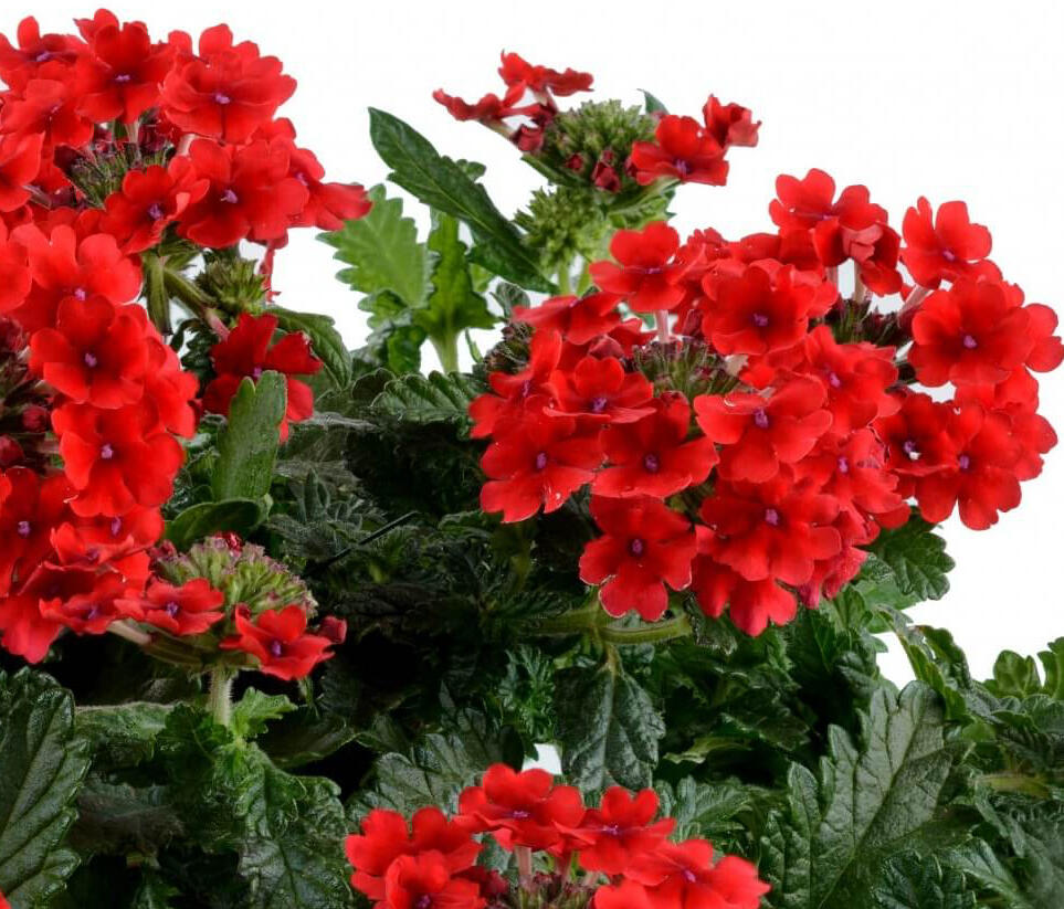 Sporýš 'Vanessa Red' - Verbena hybrida 'Vanessa Red'