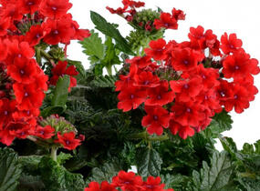Sporýš 'Vanessa Red' - Verbena hybrida 'Vanessa Red'