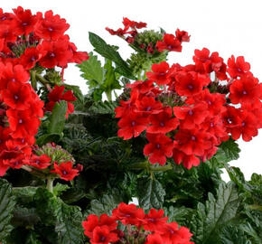 Sporýš 'Vanessa Red'