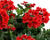 Sporýš 'Vanessa Red'