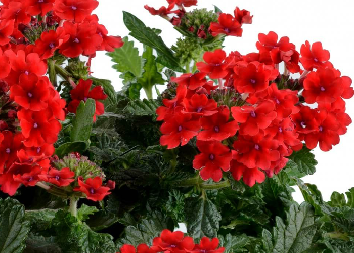 Verbena, sporýš 'Vanessa Compact Red' - Verbena hybrida 'Vanessa Compact Red'