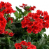 verbena-sporys-vanessa-compact-red.png