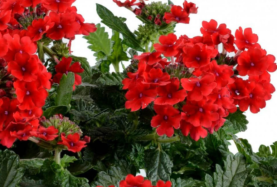 Sporýš 'Vanessa Red' - Verbena hybrida 'Vanessa Red'