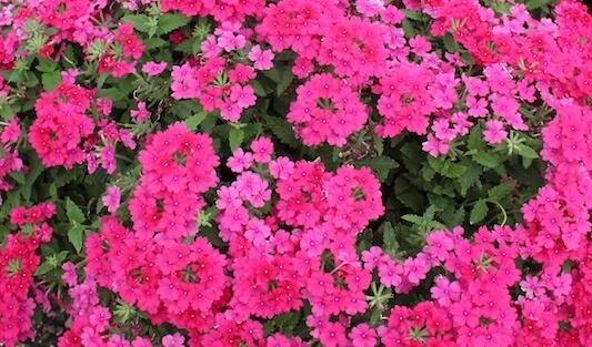 Verbena, sporýš 'Vanessa Compact Neon Pink' - Verbena hybrida 'Vanessa Compact Neon Pink'