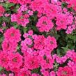 Sporýš 'Vanessa Compact Neon Pink' - Verbena hybrida 'Vanessa Compact Neon Pink'