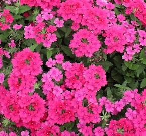 Sporýš 'Vanessa Compact Neon Pink'