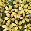 Petúnie 'Ray Sunflower' - Petunia hybrida 'Ray Sunflower'