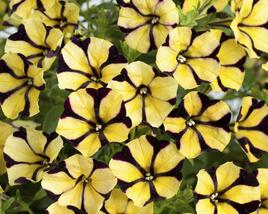Petúnie 'Ray Sunflower'