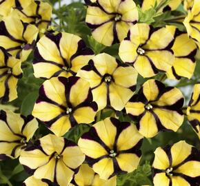 Petúnie 'Ray Sunflower' - Petunia hybrida 'Ray Sunflower'