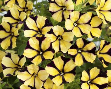 Petúnie 'Ray Sunflower'
