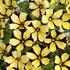 petunie-ray-sunflower.jpg
