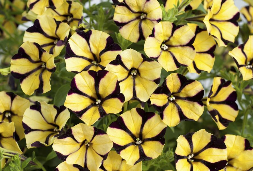 Petúnie 'Ray Sunflower' - Petunia hybrida 'Ray Sunflower'