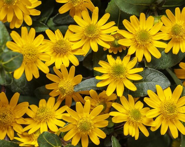 Vitálka poléhavá 'Talya Great Yellow' - Sanvitalia procumbens 'Talya Great Yellow'