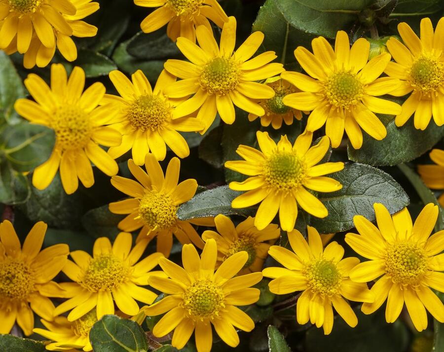 Vitálka poléhavá 'Talya Great Yellow' - Sanvitalia procumbens 'Talya Great Yellow'