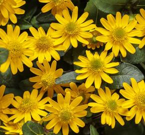 Vitálka poléhavá 'Talya Great Yellow' - Sanvitalia procumbens 'Talya Great Yellow'