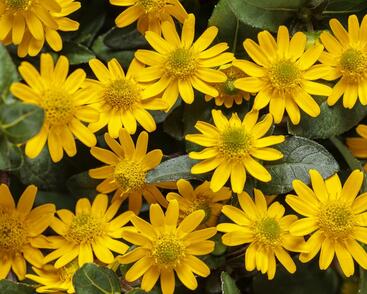 Vitálka poléhavá 'Talya Great Yellow'