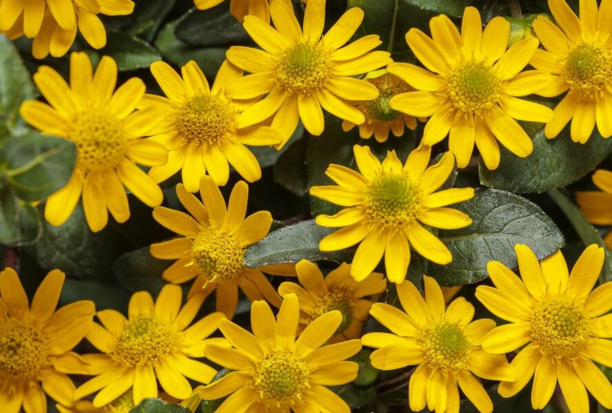 Vitálka poléhavá 'Talya Great Yellow' - Sanvitalia procumbens 'Talya Great Yellow'