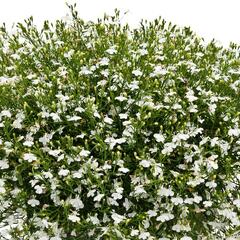 lobelka pevisl Sun Tropics White - Lobelia richardii Sun Tropics White